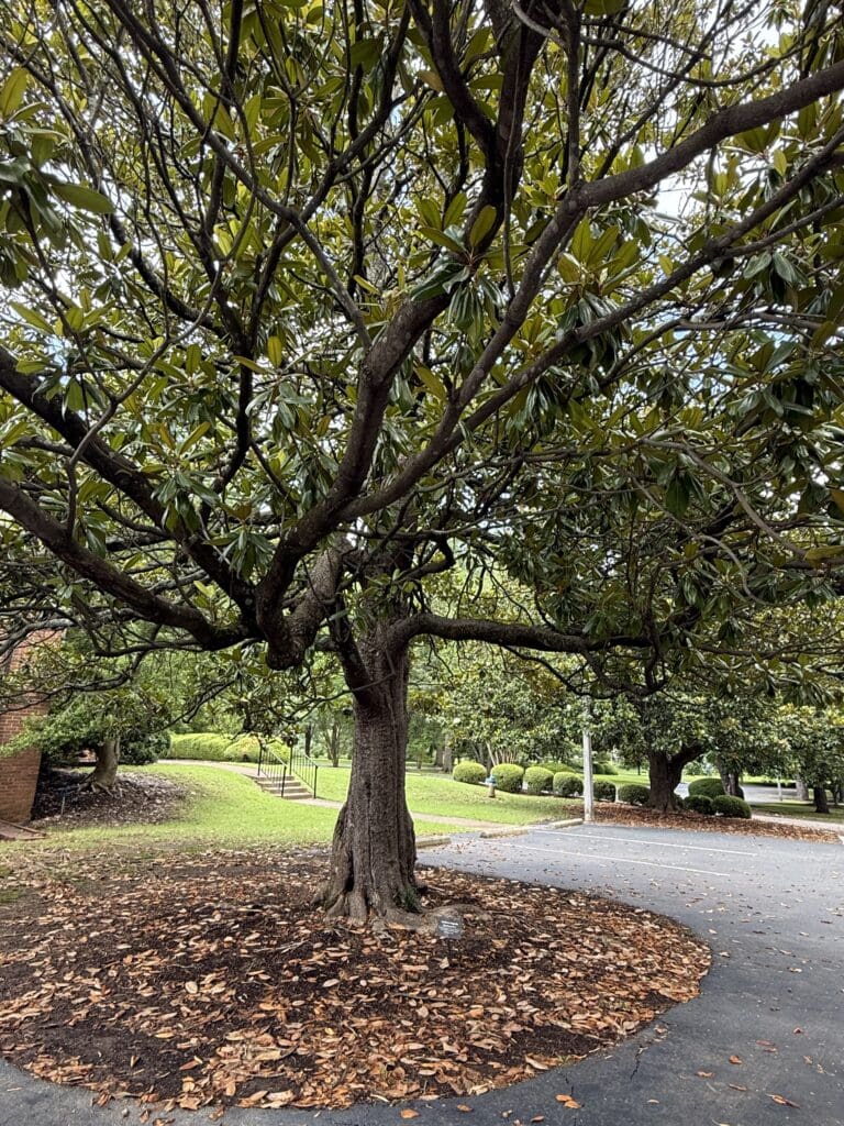 tree surrounded by leaves