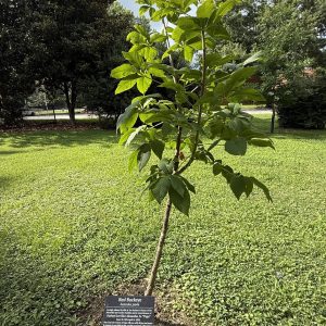 small tree with plaque